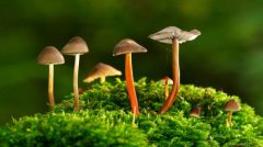 可芳化妆品，探索植物能量护肤的奥秘
