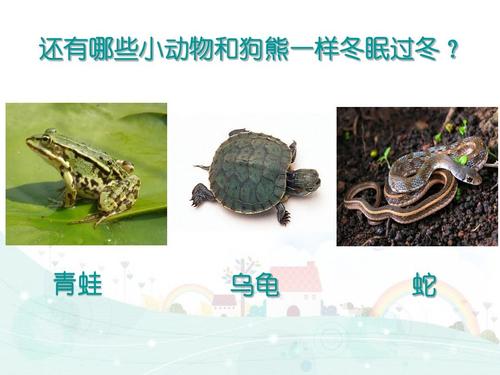 那些动物冬眠