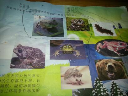 那些动物冬眠