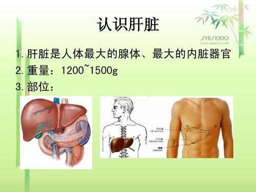 人体最大的器官是哪一个