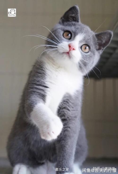 宠物猫的品种(宠物猫的品种大全排行) 宠物猫的品种(宠物猫的品种大全排行)