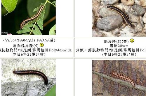 巨型等足虫