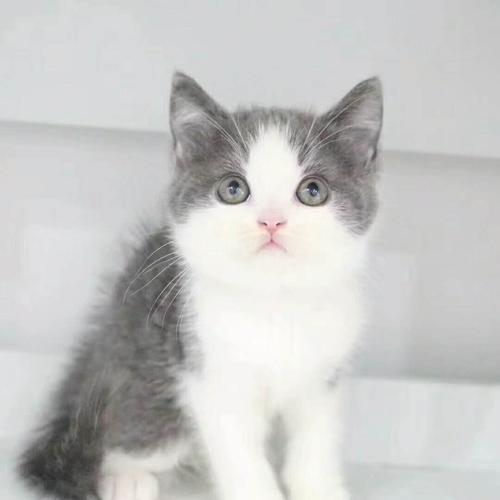 宠物猫的品种及价格(猫的品种价格排行) 宠物猫的品种及价格(猫的品种价格排行)