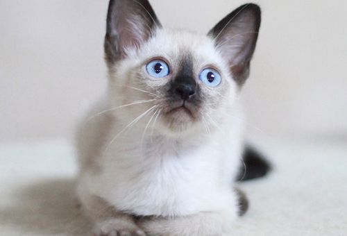 宠物猫的品种及价格