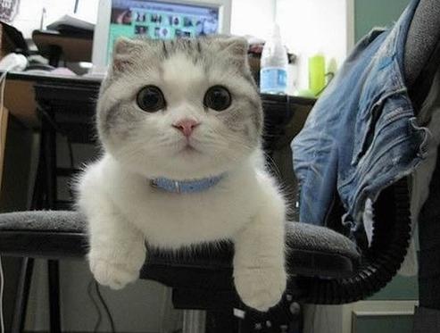 宠物猫的品种及价格