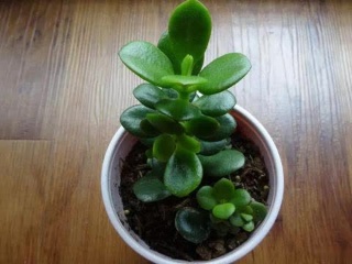 长得最快的植物是(长得最快的植物是什么植物) 长得最快的植物是(长得最快的植物是什么植物)