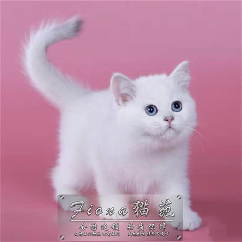 宠物猫的种类