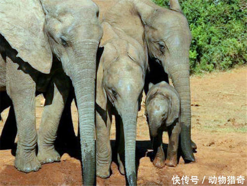 大象怀孕多长时间生小象
