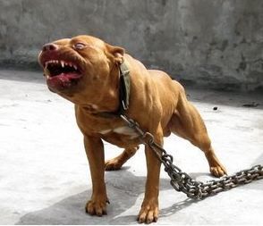 十大猛犬(全球十大猛犬)