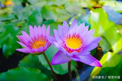 世界上最美的花