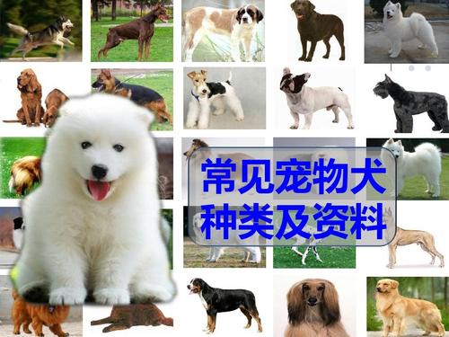 宠物狗的品种