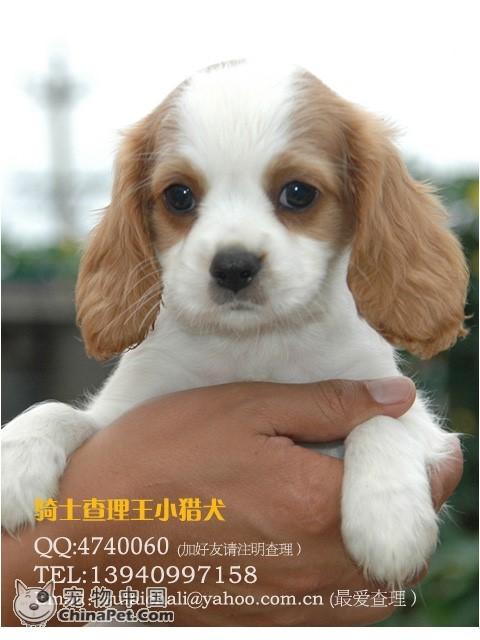 宠物狗的品种