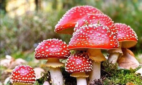 蘑菇的种类
