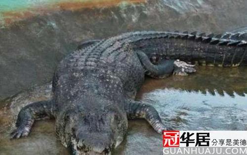 世界上最大鳄鱼