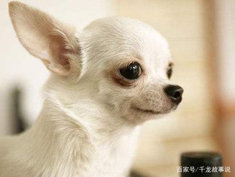 什么狗最聪明