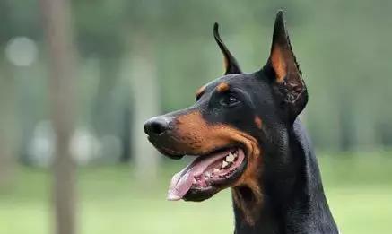 杜宾犬打架