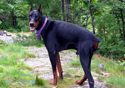杜宾犬打架(杜宾犬打架凶吗) 杜宾犬打架(杜宾犬打架凶吗)