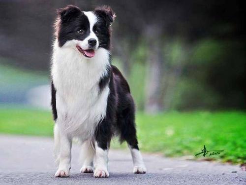 世界犬种智商排行