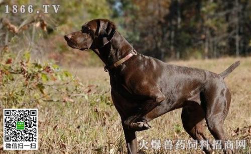 世界犬种智商排行(世界犬种智商排行100) 世界犬种智商排行(世界犬种智商排行100)