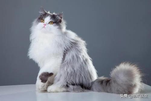 帕拉斯猫