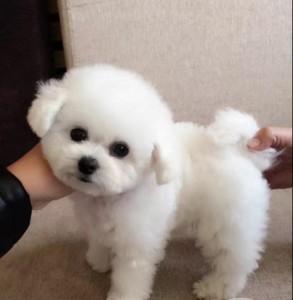 小宠物狗的品种及图片