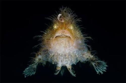 星鼻鼹