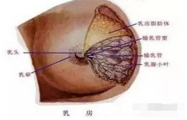 乳腺癌是怎么引起的(女生乳腺癌是怎么引起的) 乳腺癌是怎么引起的(女生乳腺癌是怎么引起的)