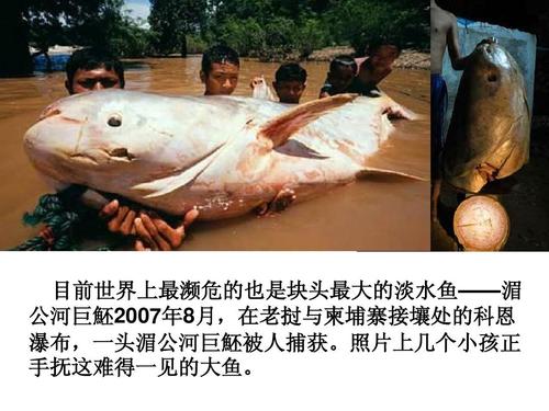 最大的淡水鱼
