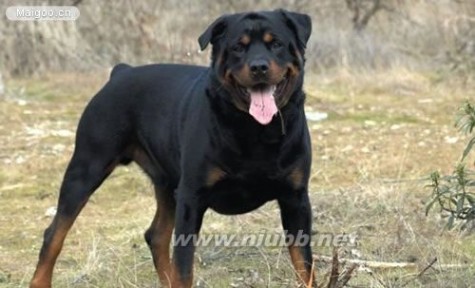 十大聪明犬排名