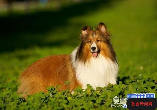 十大聪明犬排名