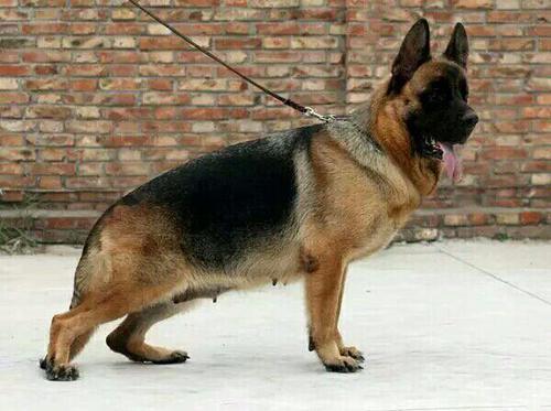 保加利亚牧羊犬