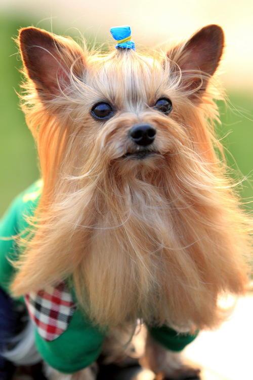 约克夏梗犬(约克夏梗犬图片) 约克夏梗犬(约克夏梗犬图片)