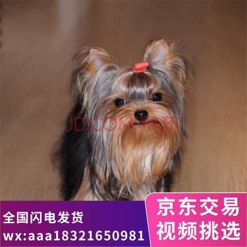 约克夏梗犬