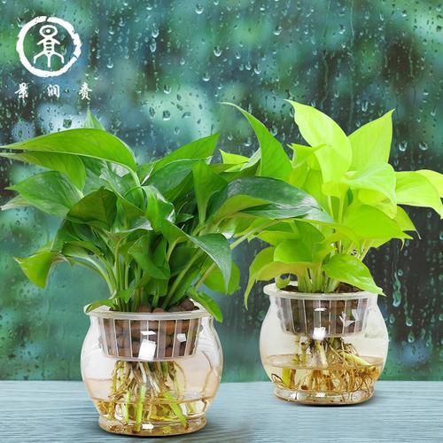 办公室绿色植物(办公室绿植布置) 办公室绿色植物(办公室绿植布置)