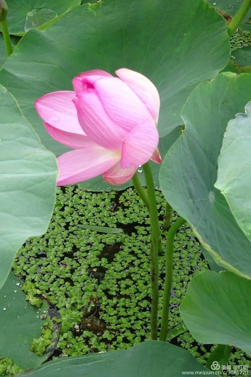 百年古莲复活开花