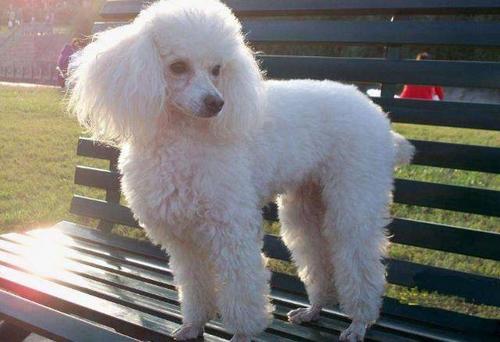 世界十大名犬排名