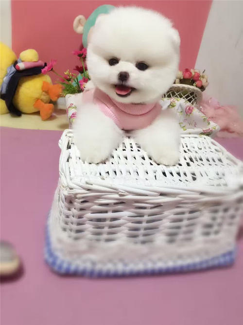 微型宠物