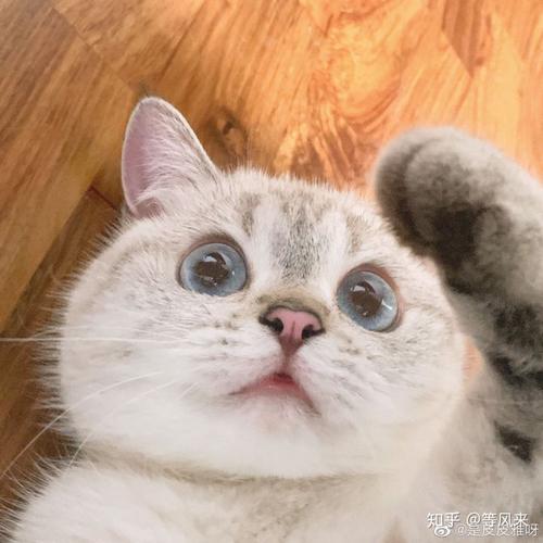 品种猫