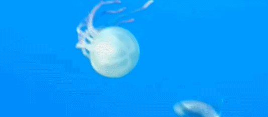野村水母