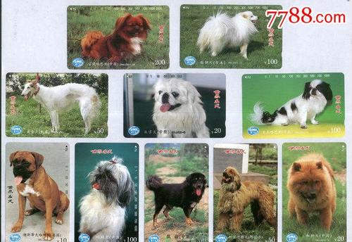 名犬价格