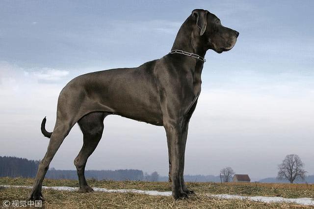 体型最大的5种狗狗，高加索犬排第三，第一来自于欧洲王室！