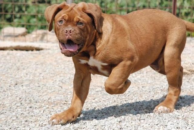 马士提夫犬打架厉害吗(马士提夫犬价格) 马士提夫犬打架厉害吗(马士提夫犬价格)