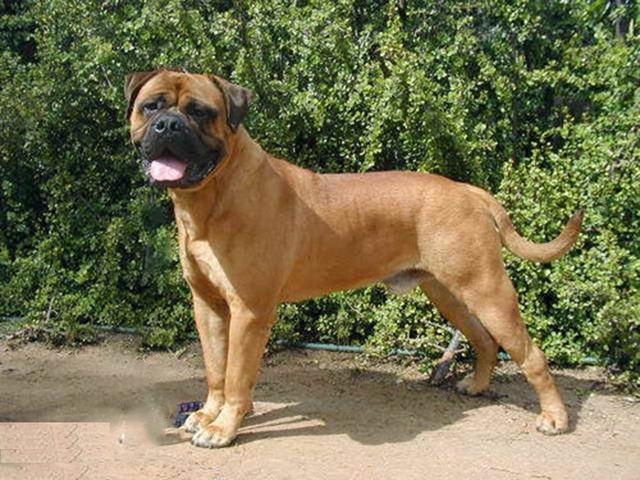 世界最为凶猛霸道的英獒之祖——马士提夫犬