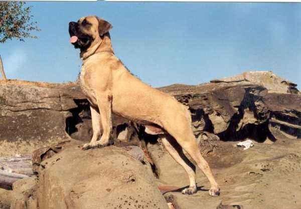 世界最为凶猛霸道的英獒之祖——马士提夫犬