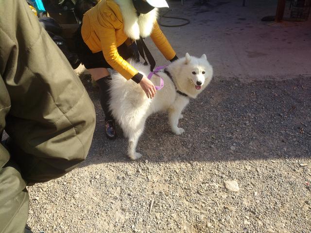 女子1500元出售萨摩耶成年犬，称不卖给肉狗商贩和二道商贩！