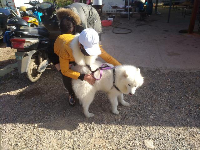 女子1500元出售萨摩耶成年犬，称不卖给肉狗商贩和二道商贩！