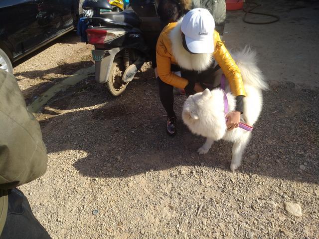 女子1500元出售萨摩耶成年犬，称不卖给肉狗商贩和二道商贩！
