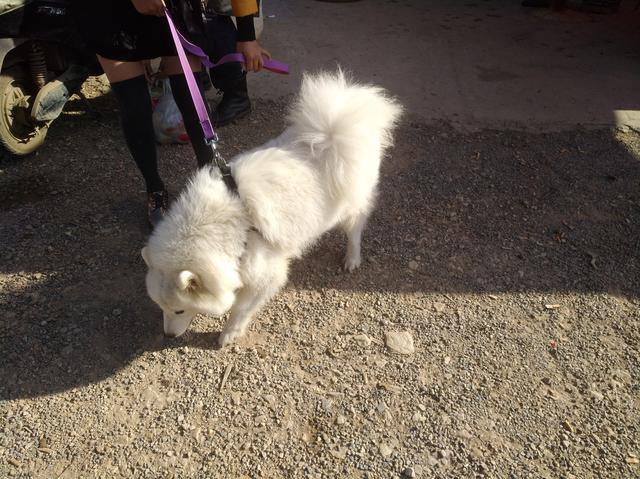 女子1500元出售萨摩耶成年犬，称不卖给肉狗商贩和二道商贩！
