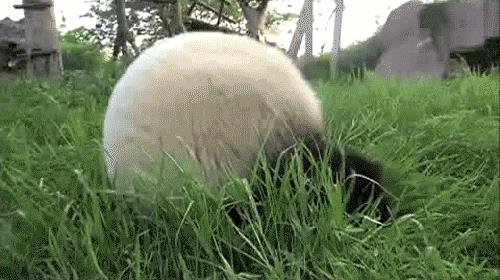 把大熊猫养成了摇钱树,日本人是如何做到的?