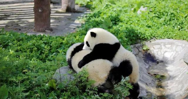 把大熊猫养成了摇钱树,日本人是如何做到的?